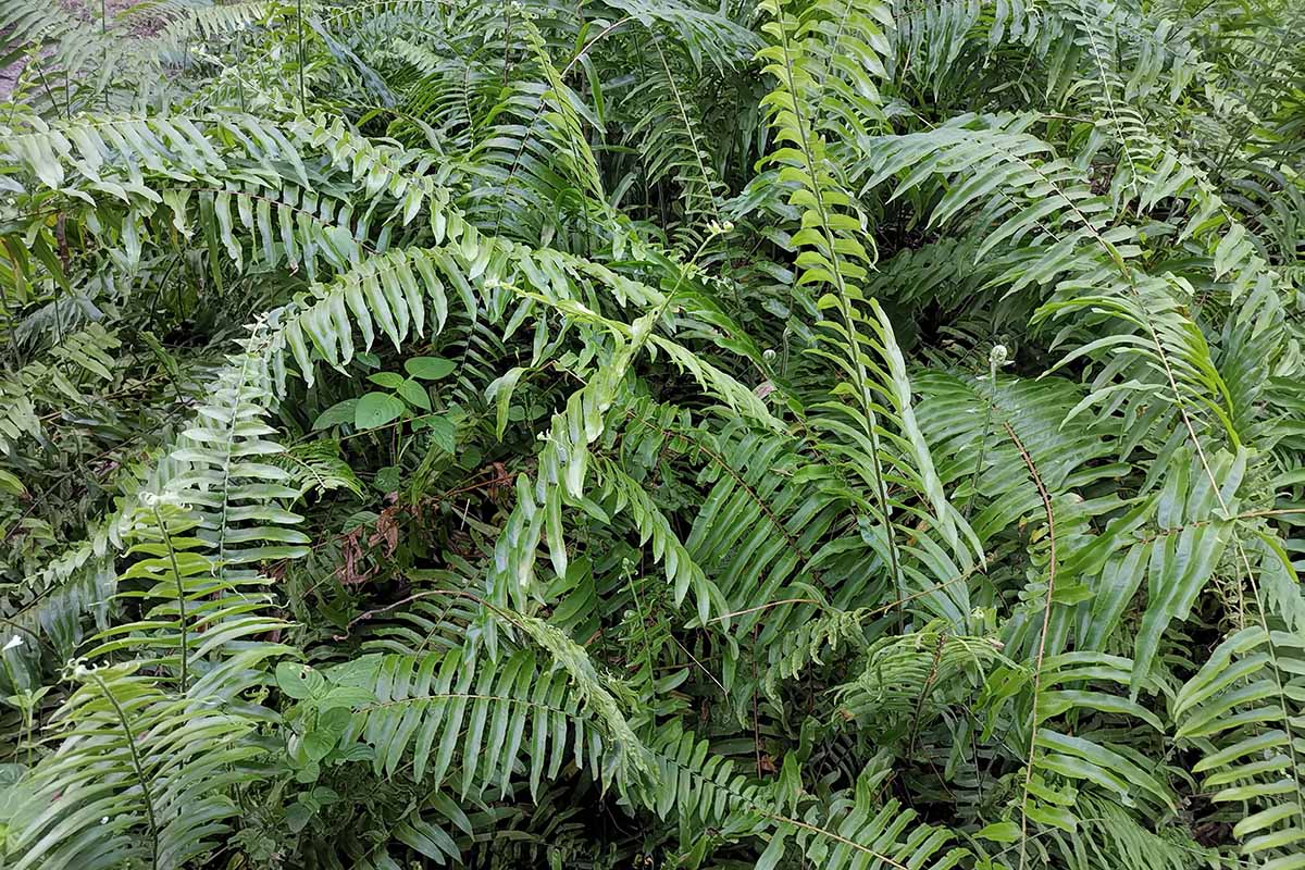 一个近距离的水平图像的一个大的Polystichum acrostichoides(又名圣诞蕨类)生长在户外花园。