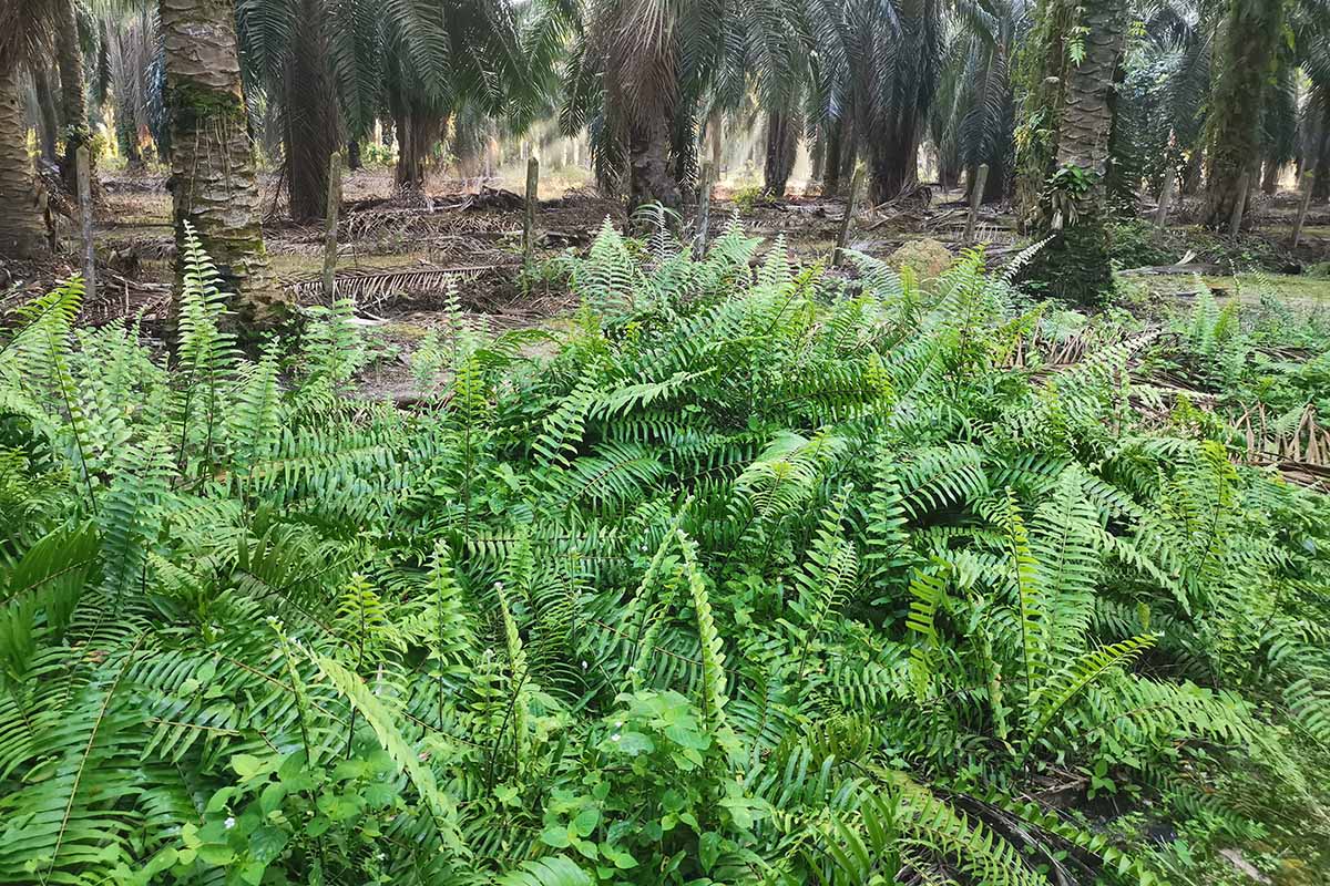 圣诞蕨类植物(Polystichum acrostichoides)在棕榈林边缘野生生长的水平图像。