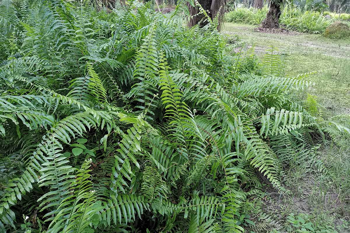 大型圣诞蕨类植物(Polystichum acrostichoides，圣诞蕨类植物)在户外林地中生长的水平图像。