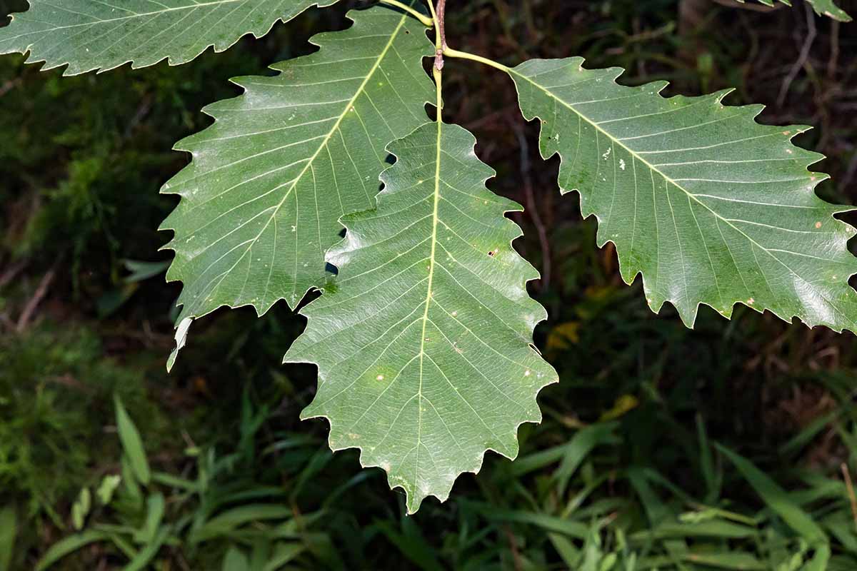 一个近距离的叶子的栎木树图片在一个软焦点背景。