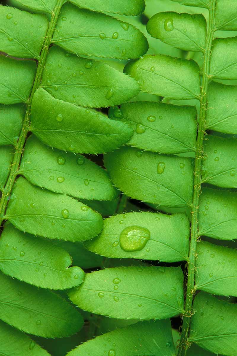 一个近距离垂直图像的雨滴在圣诞蕨类(Polystichum acrostichoides)的叶子上。