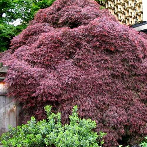 一棵巨大的“深红皇后”日本枫树生长在花园里的正方形图像。