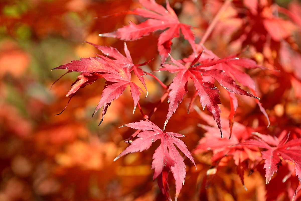 在明亮的阳光下，明亮的焦点背景下，明亮的红色“天皇一号”日本枫树生长在花园里的近距离水平图像。