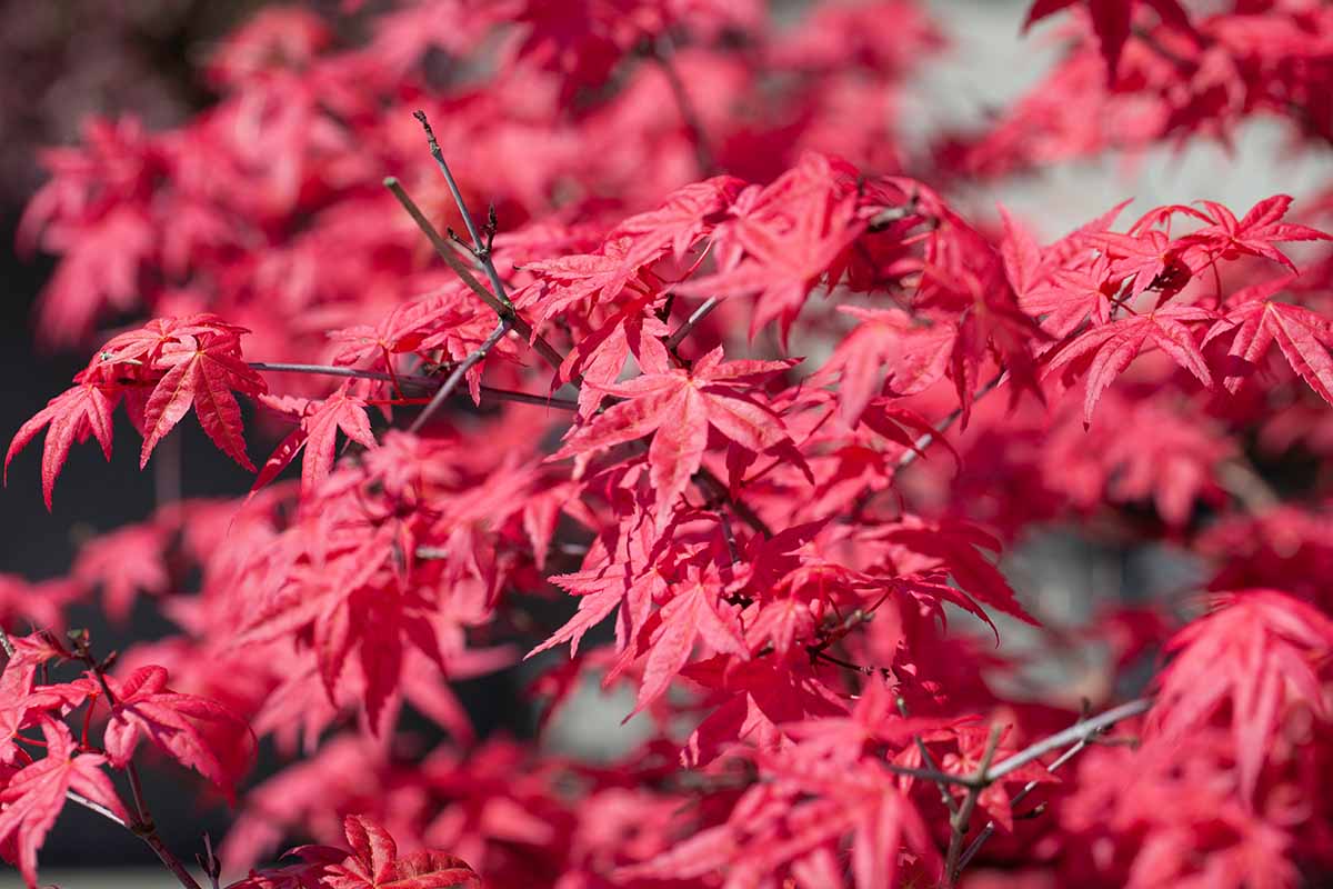 “火焰”日本枫树明亮的红色叶子在明亮的阳光下生长在花园里的近距离水平图像。