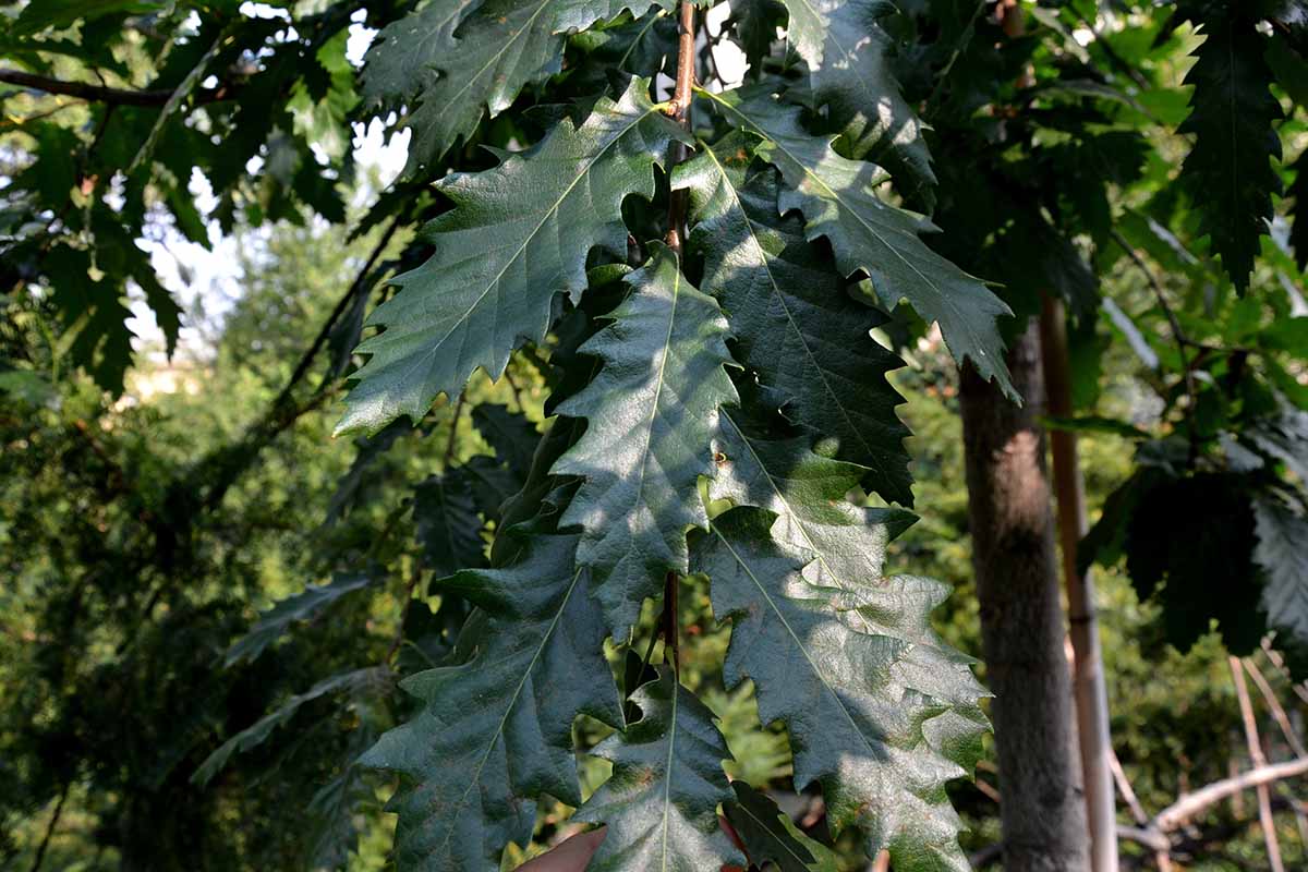 这是一张近距离的水平图像，上面是一棵生长在林地里的chinkapin橡树的叶子，照片上是经过过滤的阳光。
