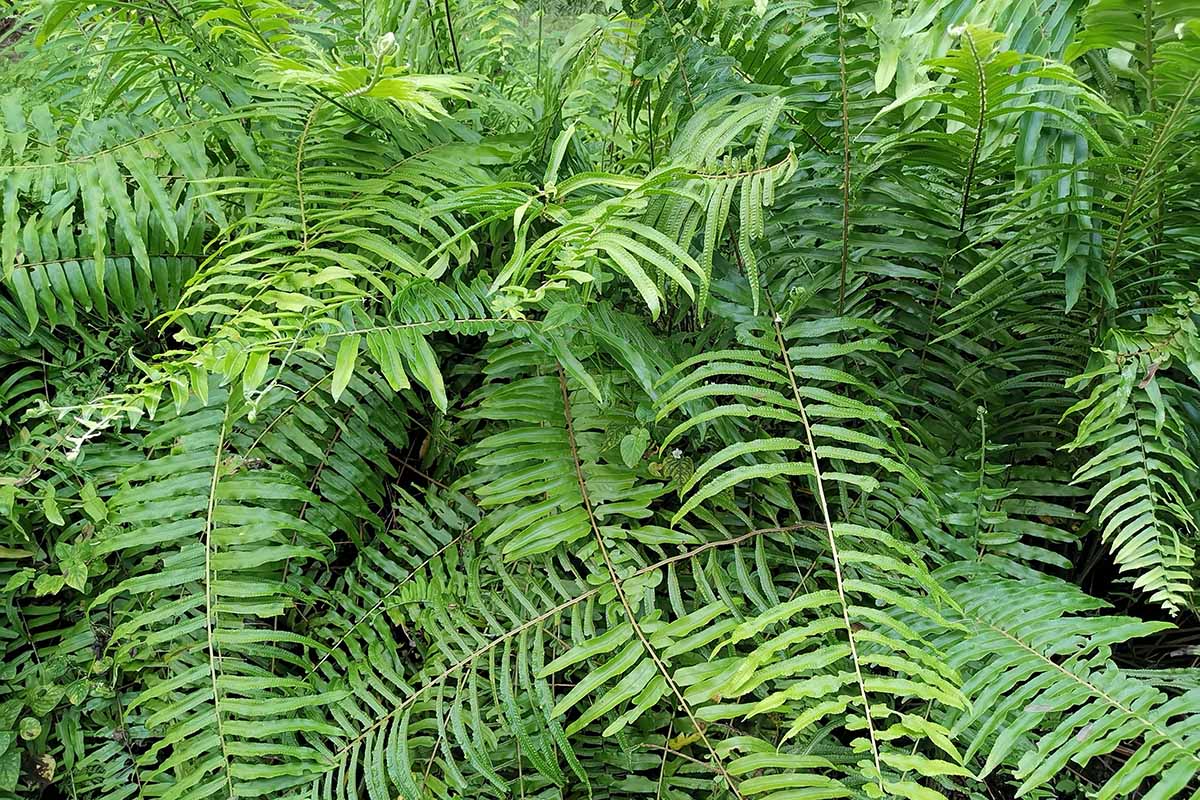 一个近距离的水平图像的叶子成熟的圣诞蕨类(Polystichum acrostichoides)生长在野外。