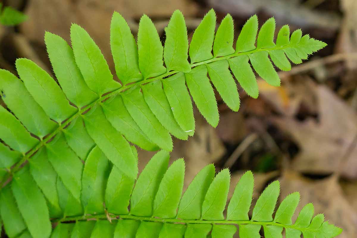 密切的横向图像亮绿色叶圣诞节的蕨类植物(Polystichum acrostichoides)软焦点的背景图。