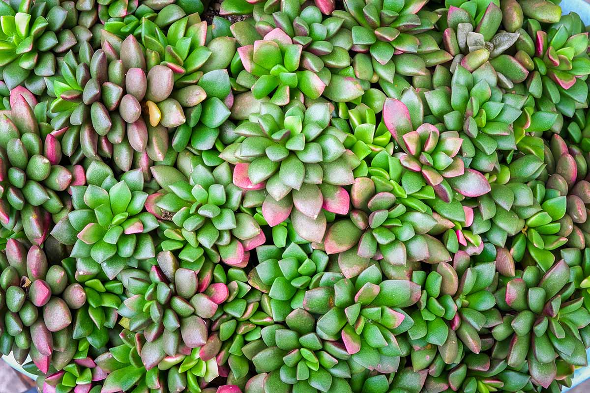 Anacampseros植物多汁的绿色和粉红色叶子的近距离水平图像。BOB体育APP苹果下载