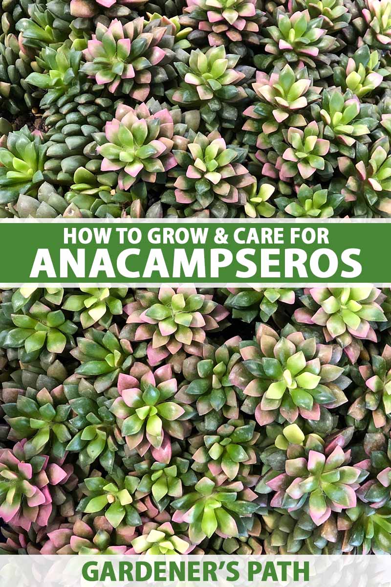 一个近距离自上而下垂直图像的多汁的Anacampseros植物与绿色和粉红色的杂色叶子。BOB体育APP苹果下载到框架的中心和底部是绿色和白色的印刷文字。