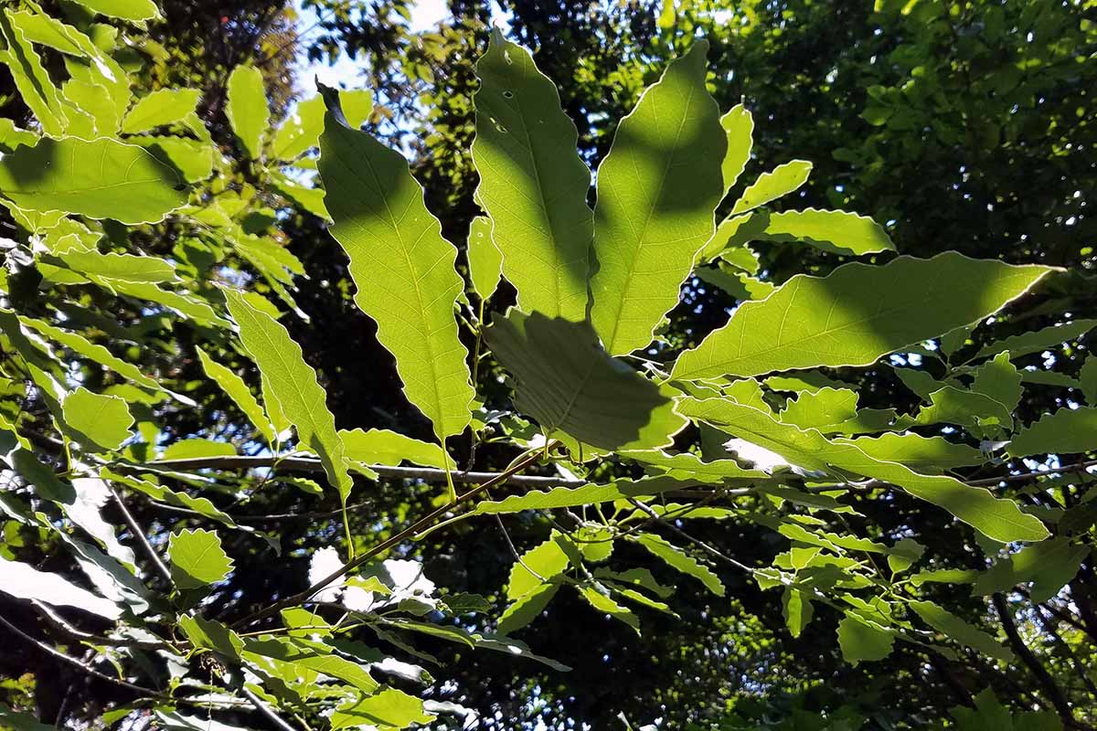 这是一张在阳光过滤下拍摄的钦卡宾橡树叶子的近距离水平图像。