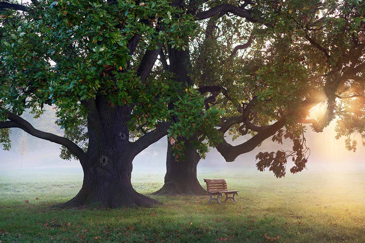 两棵大橡树的水平图像，在傍晚的阳光下，橡树下有一张长凳。