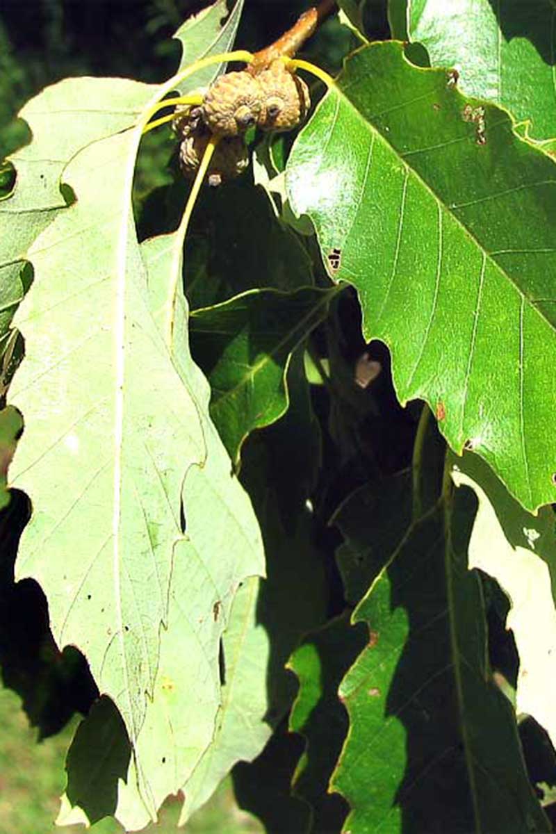在明亮的阳光下，一棵钦卡宾橡树上未成熟的橡子被树叶包围。