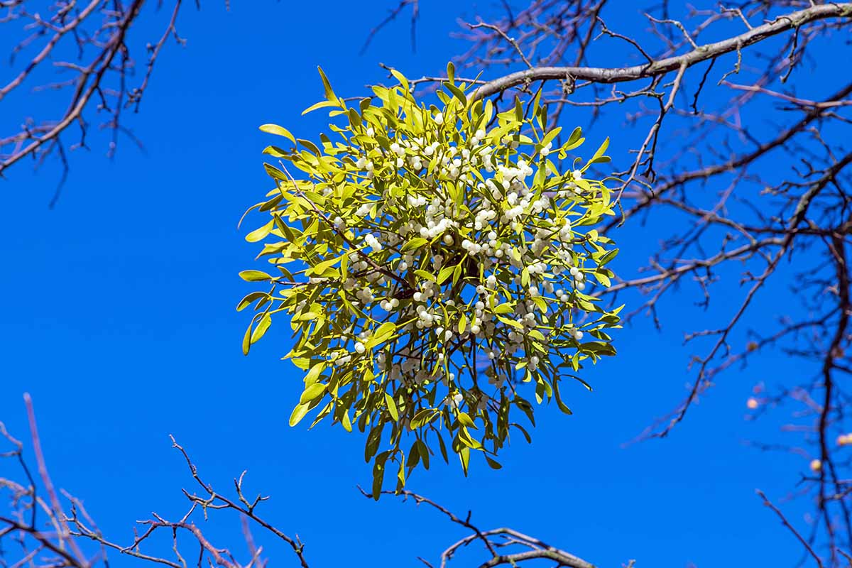 在明亮的阳光下，在蓝天背景下，槲寄生(Phoradendron leucarpumm)生长在树枝上的近距离水平图像。