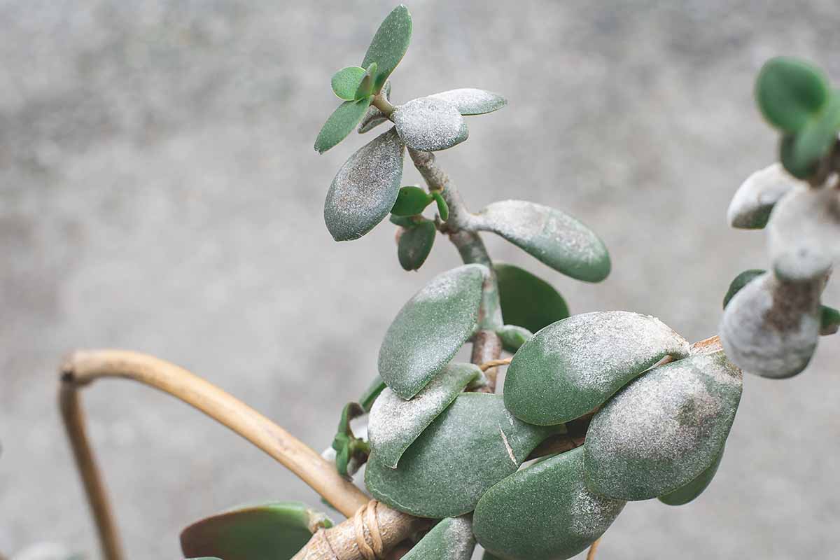 一种玉石植物的近距离水平图像(石竹)与白粉病在叶片表面。