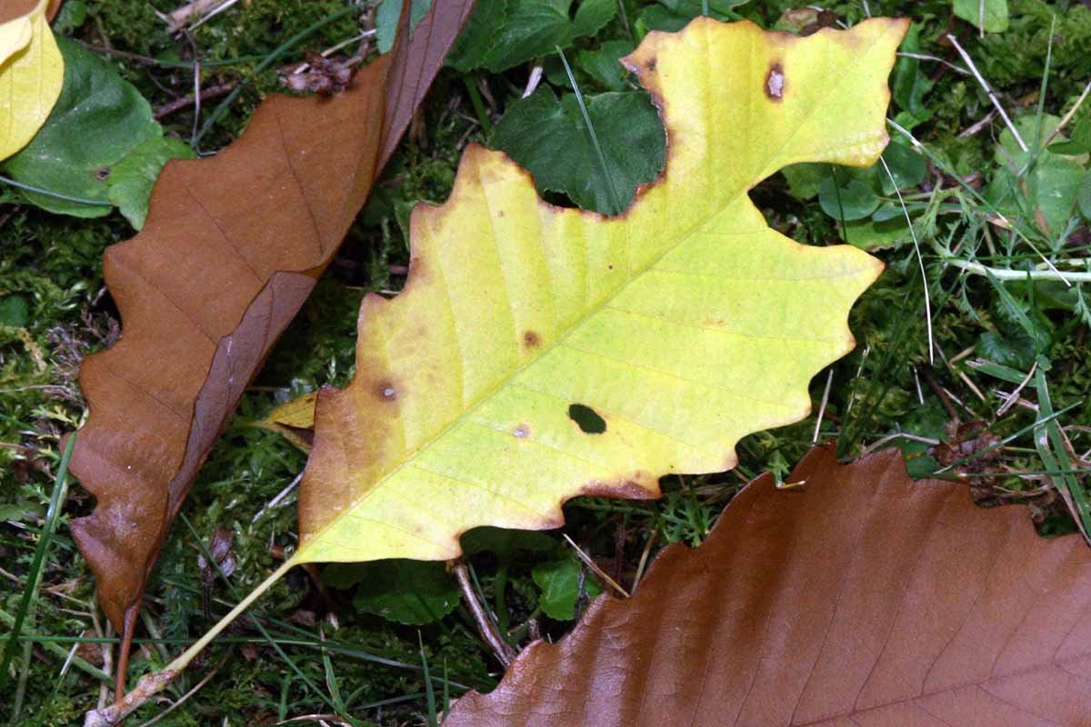 一个近距离的水平图像的chinkapin橡树叶落在地上在秋天。