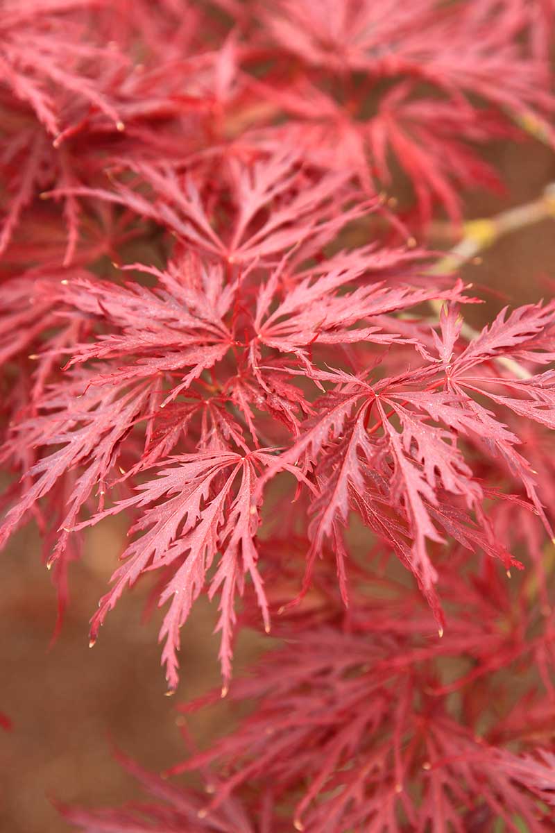 “红龙”日本枫树的叶子的近距离垂直图像生长在花园的软焦点背景上。