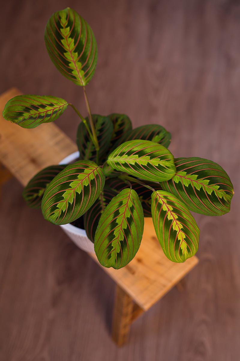 一株红脉祈祷植物(Maranta leuconeura var. erythroneura)在木凳上的花盆中生长的垂直图像。