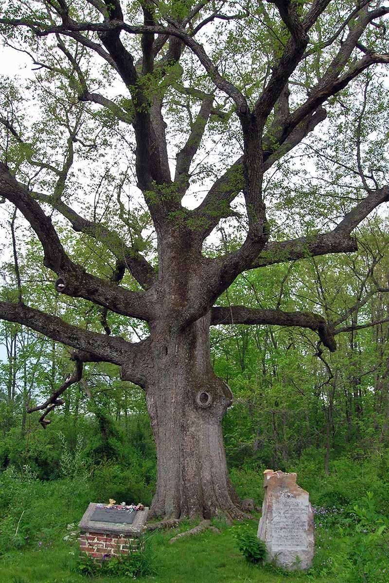 宾夕法尼亚州一棵生长在树林中的神圣橡树的垂直图像。