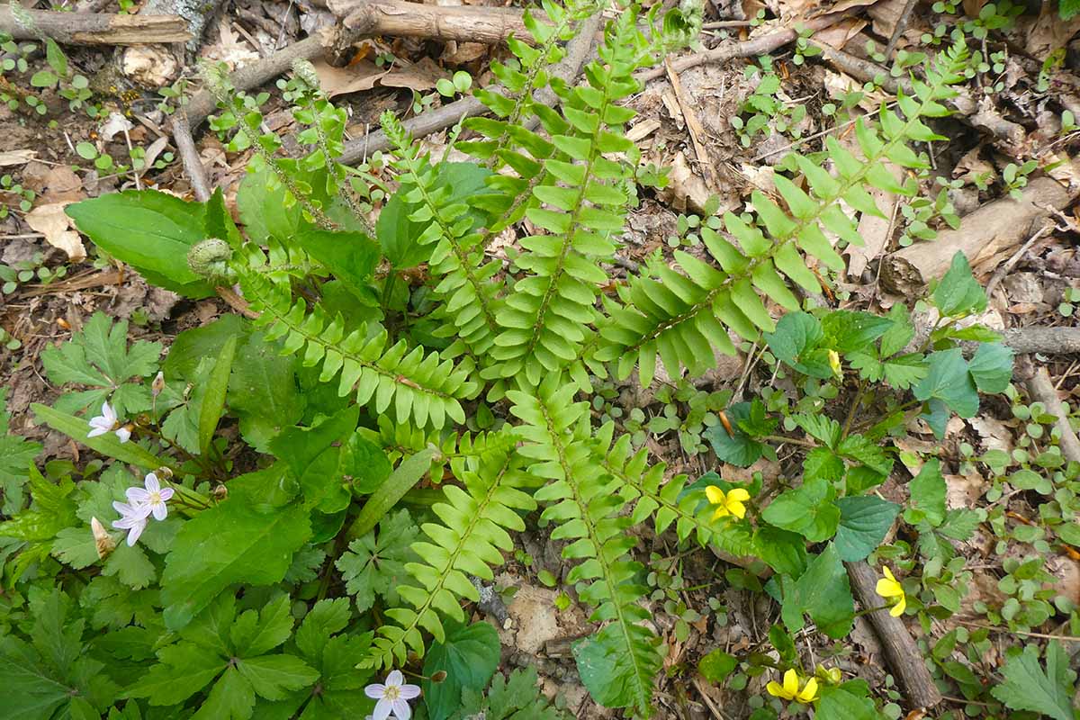 一个年轻的圣诞蕨类(Polystichum acrostichoides)在户外生长的近距离水平图像，杂草和春天的花朵围绕着它。