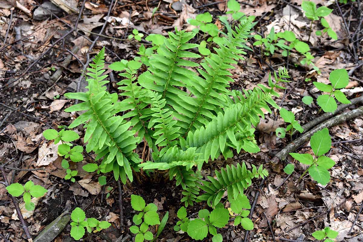 一个小的圣诞蕨类(Polystichum acrostichoides)的水平图像，叶子正在出现，周围是秋天的落叶和一些杂草。