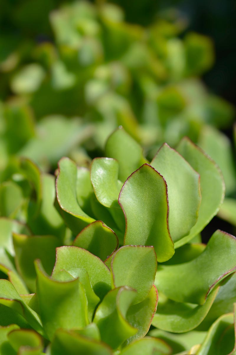 一个近距离垂直图像的叶纹玉植物又名樱草亚种。波浪形小叶，在背景中逐渐变成柔和的焦点。