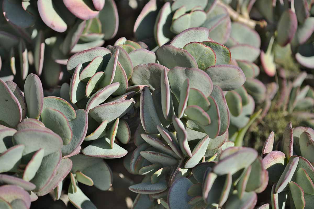 一个近距离的水平图像的淡绿色叶子银色翡翠植物生长在户外拍摄的阳光。