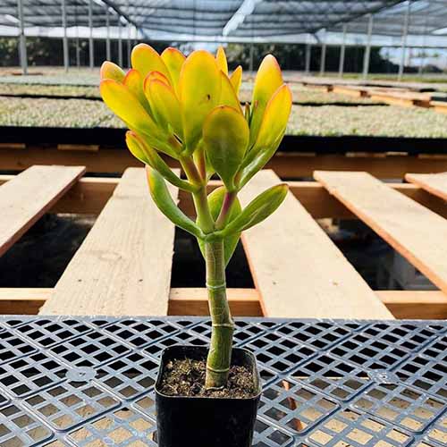 在一个大型商业温室里，一株小小的金玉植物生长在一个塑料表面的苗圃里。
