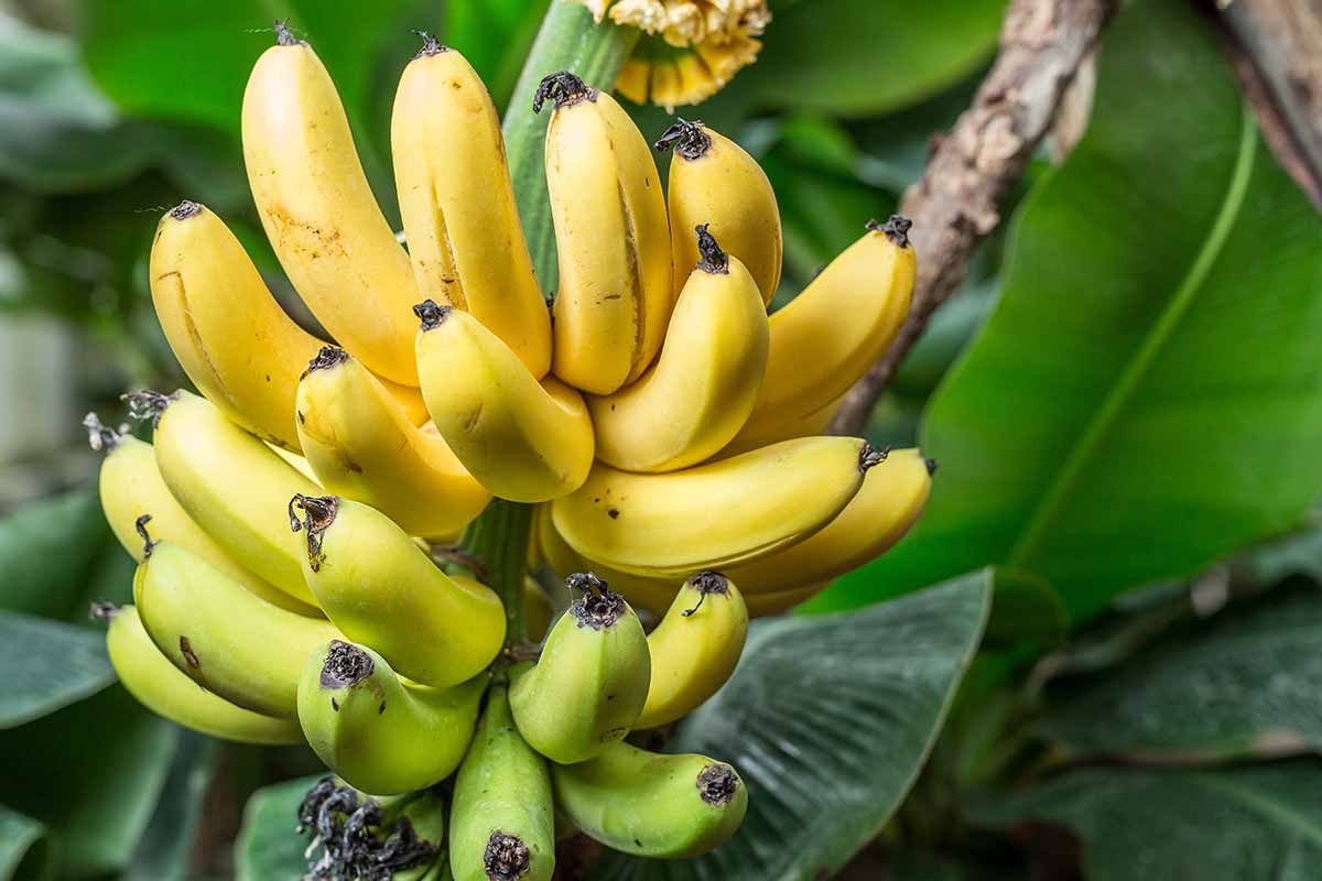 一串香蕉在树上成熟的近距离水平图像，在软焦点背景下拍摄。