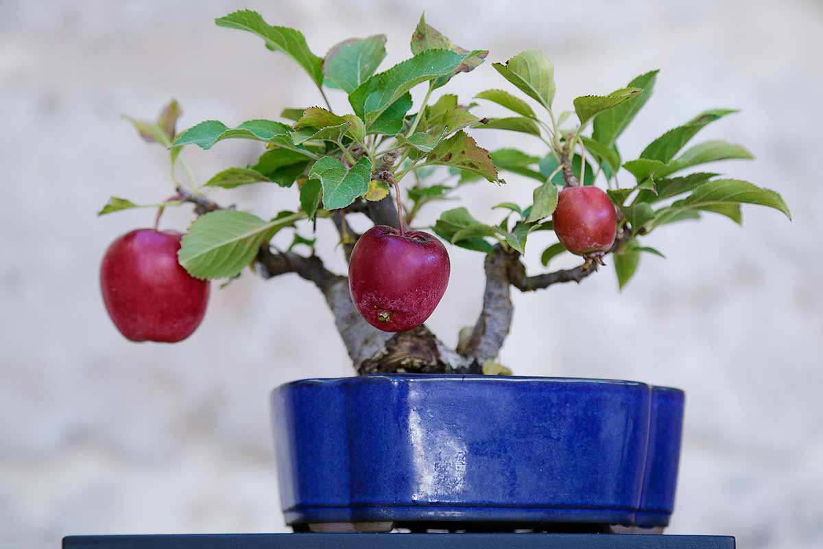 密切与三个发展水平的形象一棵苹果树果实训练作为盆景生长在一个蓝色的陶瓷锅。