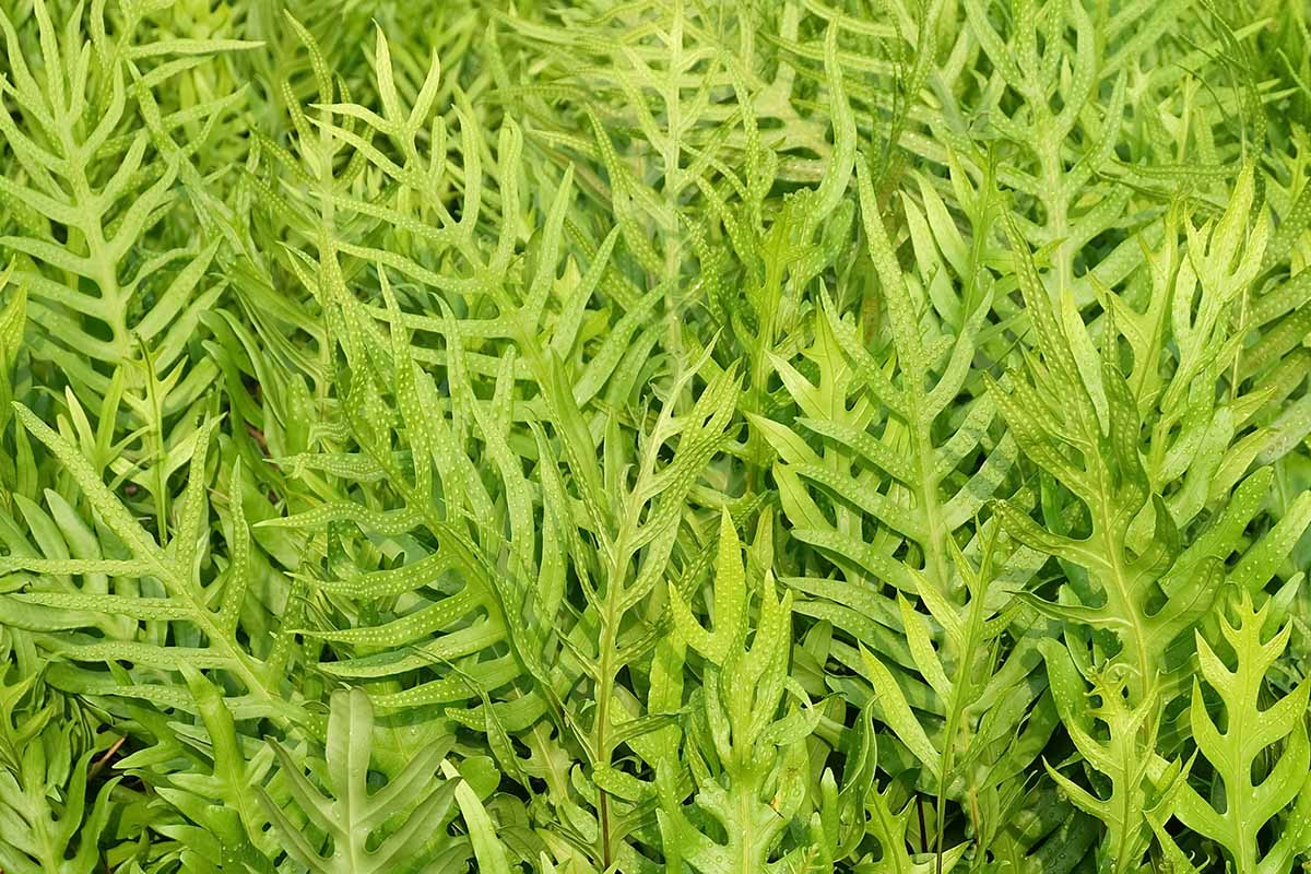 密切的横向图像明亮的绿色树叶的袋鼠蕨类植物(Phymatosorus diversifolius)生长在一个大花园里灌木丛。