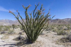 水平的马鞭(Fouquieria splendens)生长在莫哈韦沙漠照片在蓝天的背景。