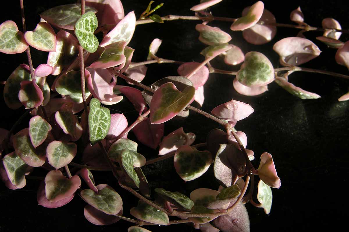 这是一幅近距离的水平图像，上面是在黑暗背景下的室内花盆中生长的“粉边”紫杉叶。