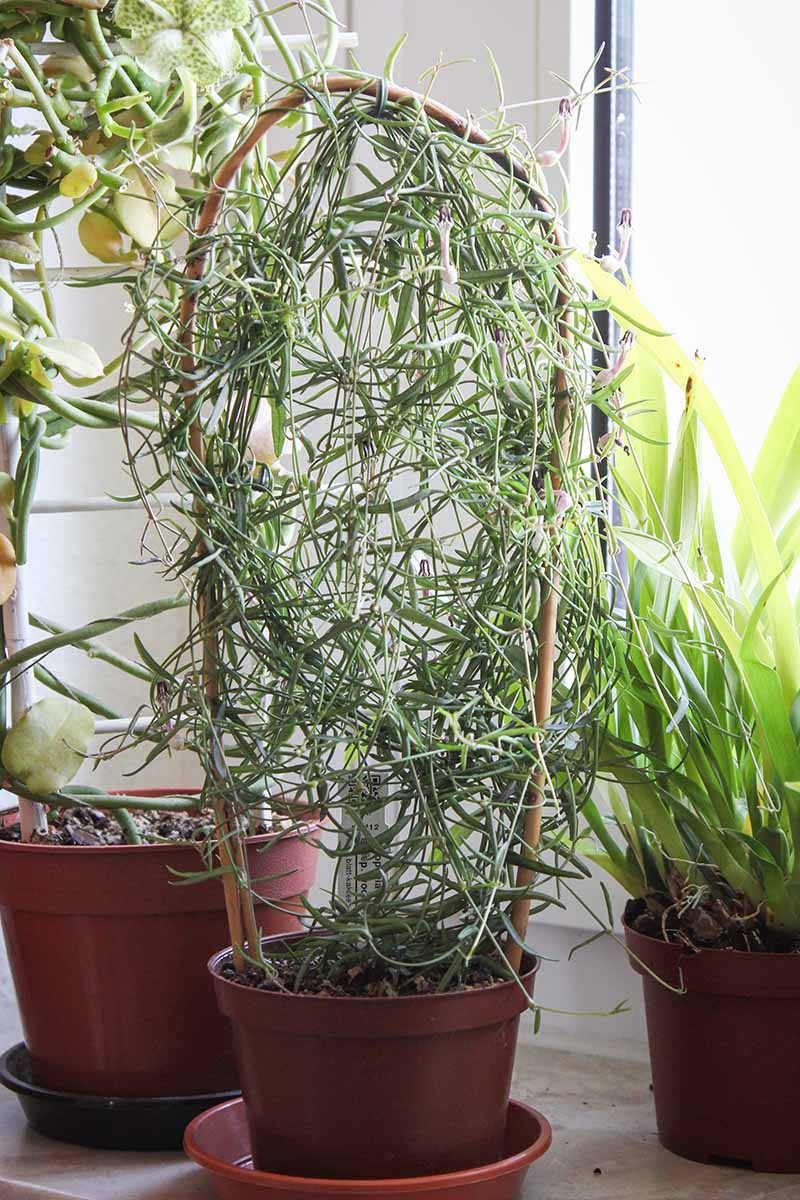 一个近距离的垂直图像，一串针植物生长在一个盆栽室内训练的竹桩。