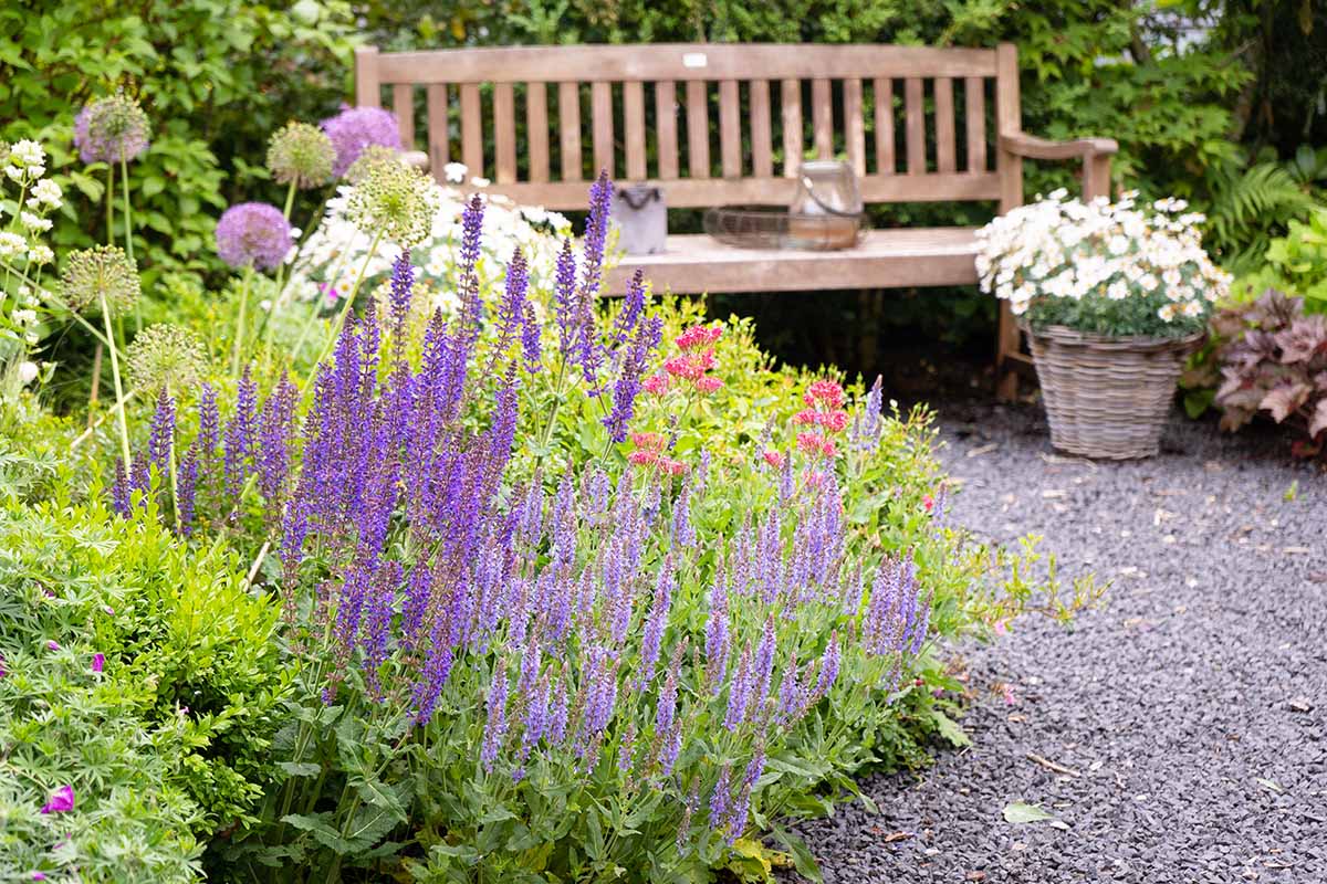 一个宁静的花园场景的水平图像与鼠尾草和其他花卉与一个木凳设置在砾石表面上欣赏风景。