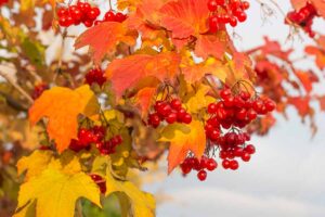 一个近距离的水平图像的彩色秋天树叶和红色核果的荚蒾灌木。
