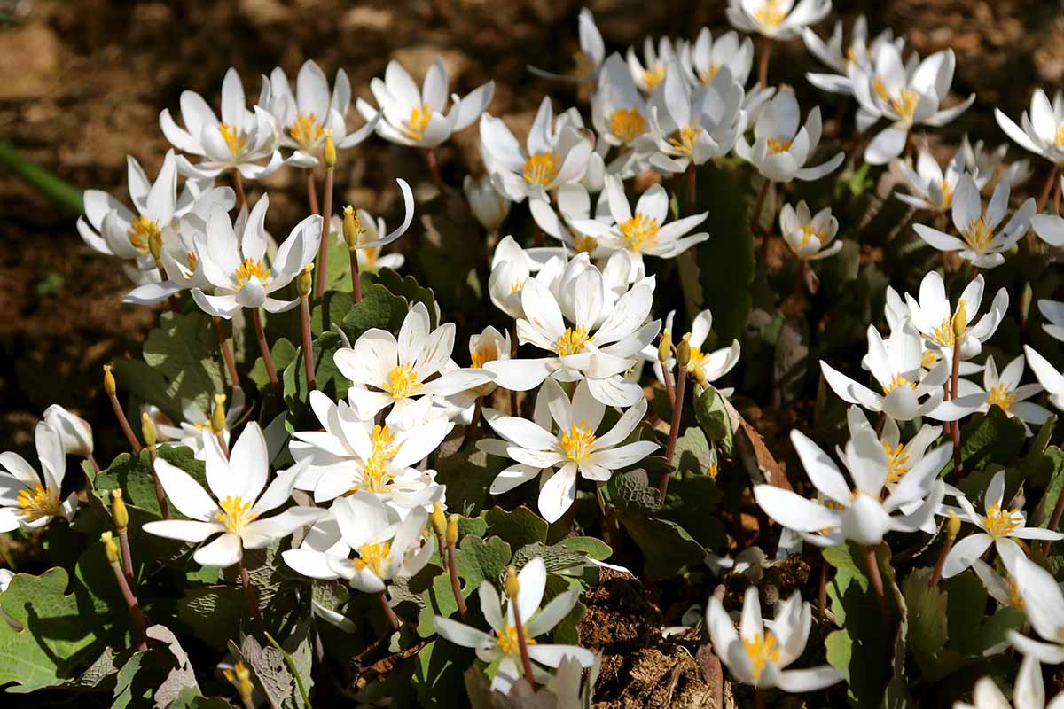 关闭水平图像白色和黄色的美洲血根草(Sanguinaria黄花)集体鲜花生长在森林环境中见光阳光。