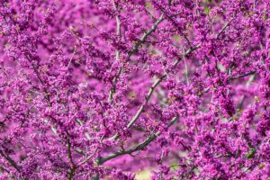 一棵紫荆树亮粉色花朵的近距离水平图像。