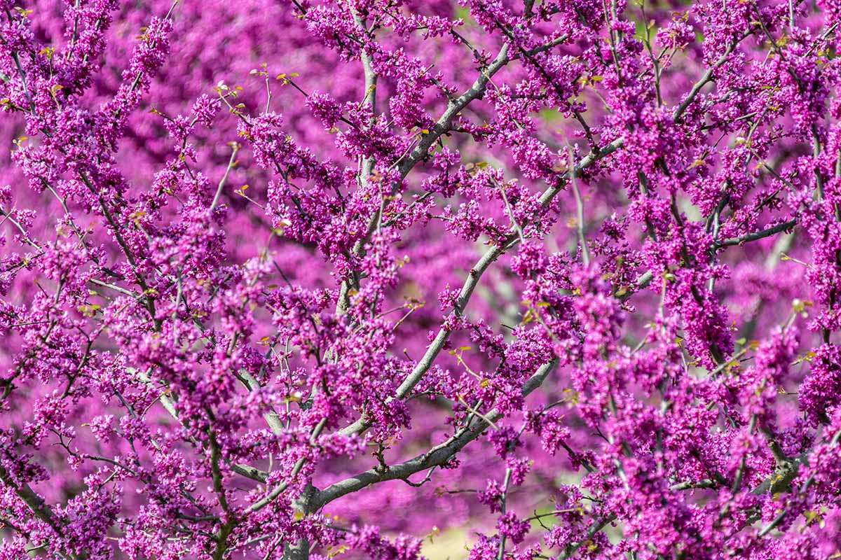 一棵紫荆树亮粉色花朵的近距离水平图像。