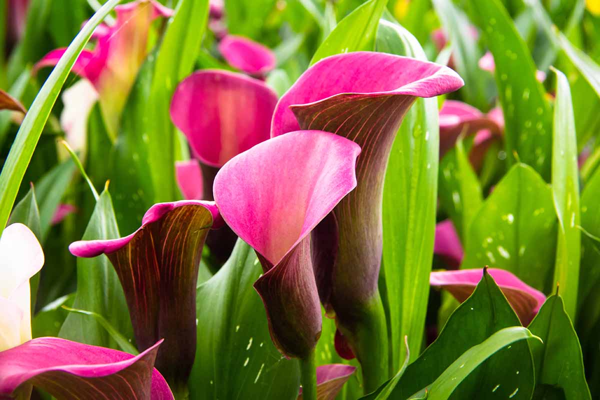 关闭水平的形象深粉红色和紫色马蹄莲百合生长在花园里。