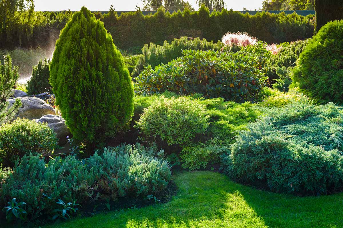 水平的花园场景图像,与各种不同的常绿植物。