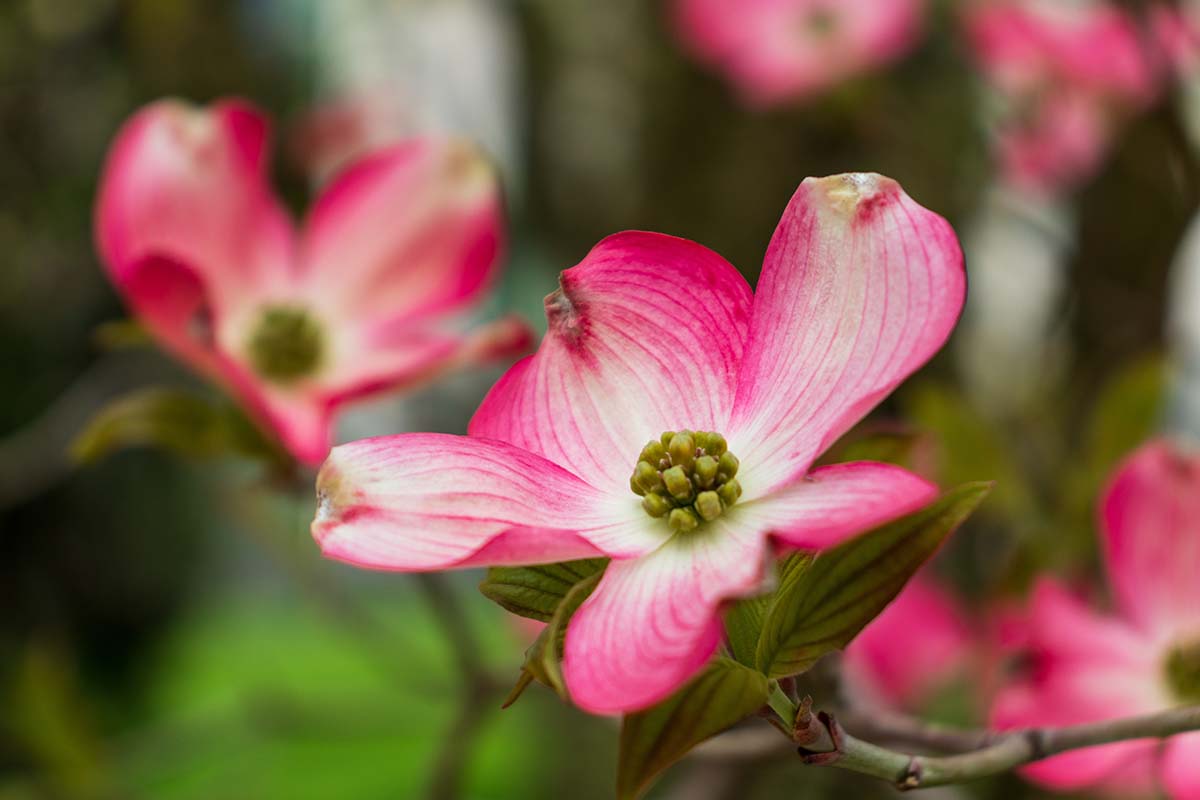 粉红色和白色的近距离水平图像山茱萸花软焦点的背景图。