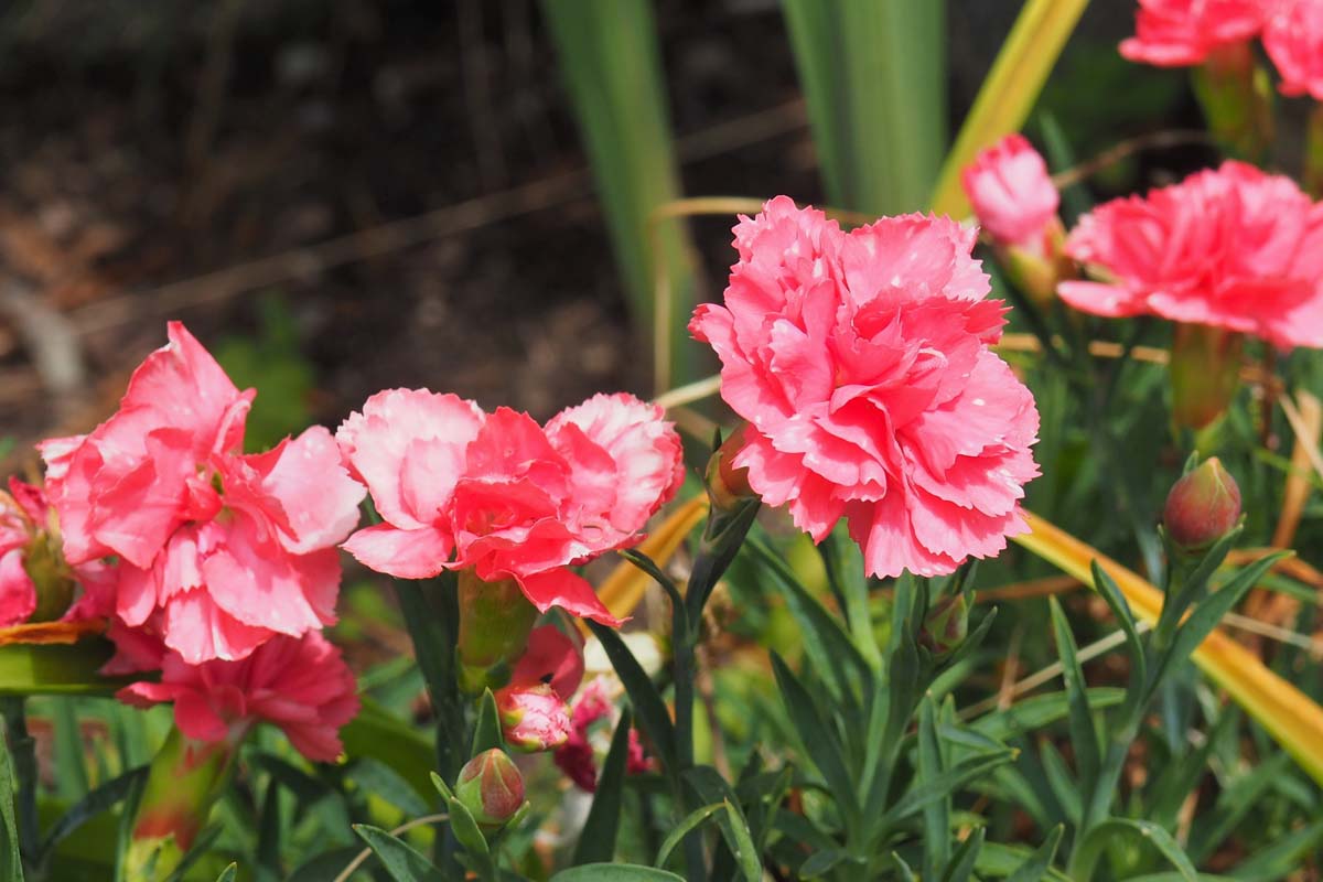粉色的康乃馨和薄绿树叶,种植在花园里。