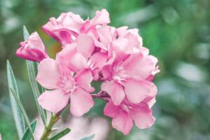 密切的横向图像亮粉色夹竹桃夹竹桃花在花园里见增长软焦点的背景。