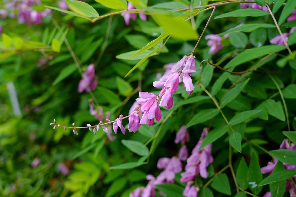 密切的粉红色的花朵和绿色的树叶Indigofera decora种植在花园里。