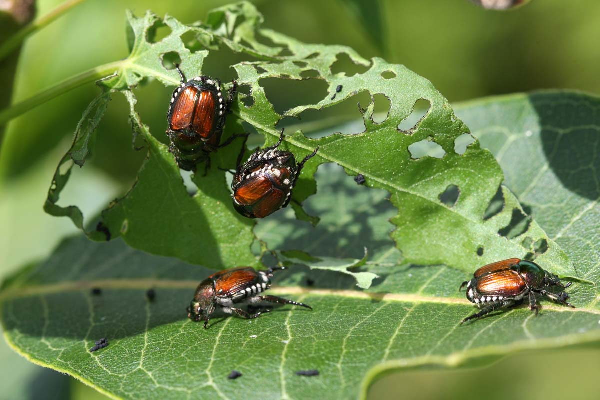 日本甲虫吃叶子已被部分场大病。
