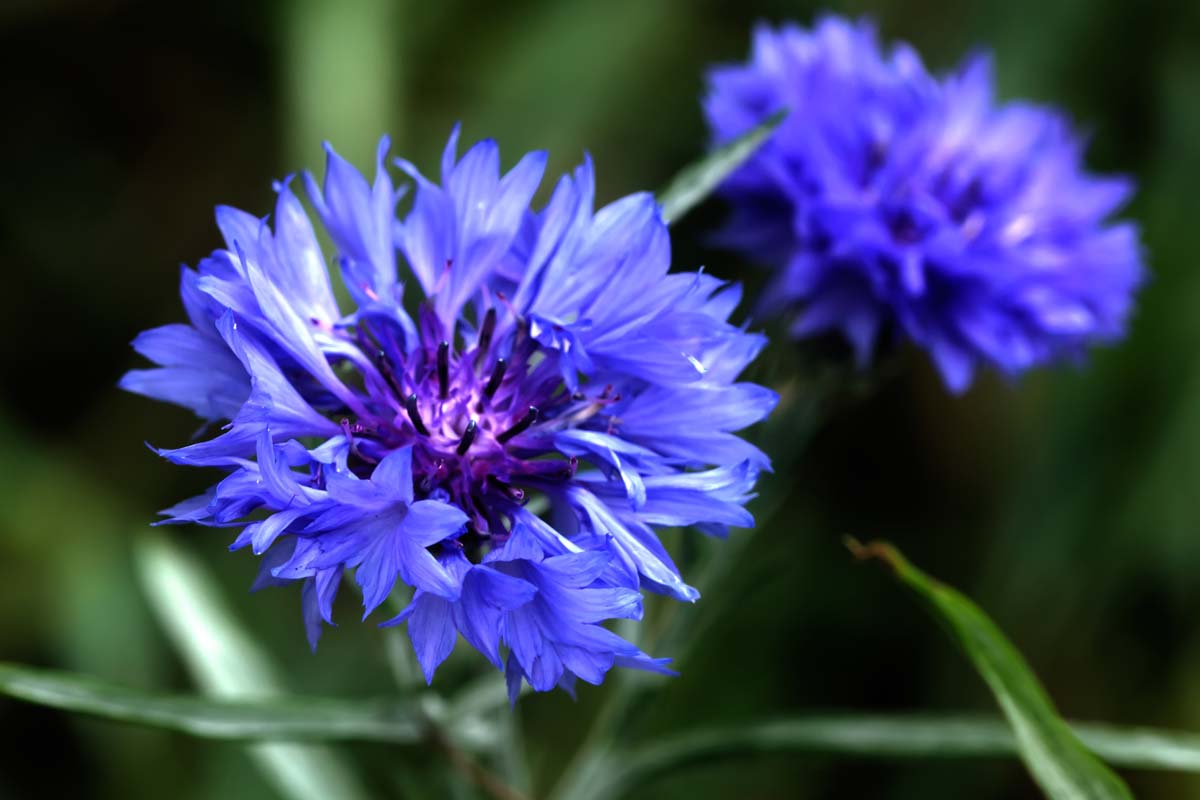 关闭两个蓝色花朵学士按钮,见软焦点的背景。