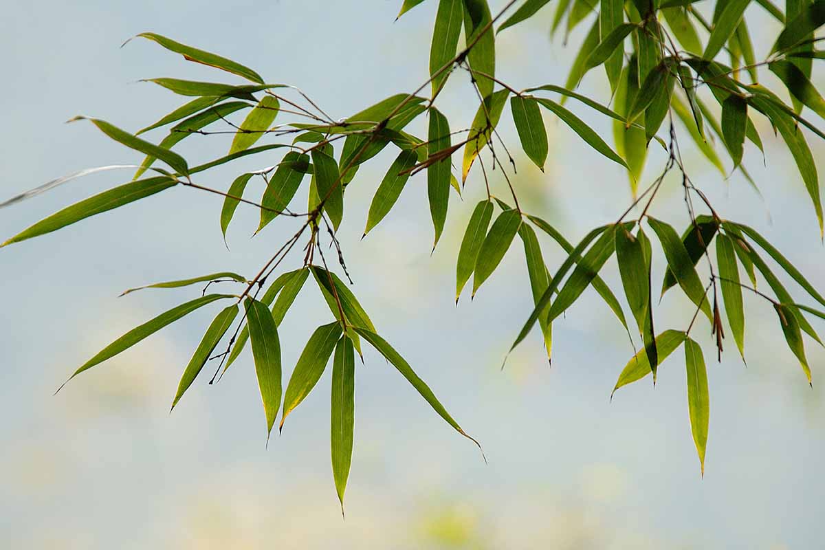 竹子的近距离水平图像树叶软焦点的背景图。