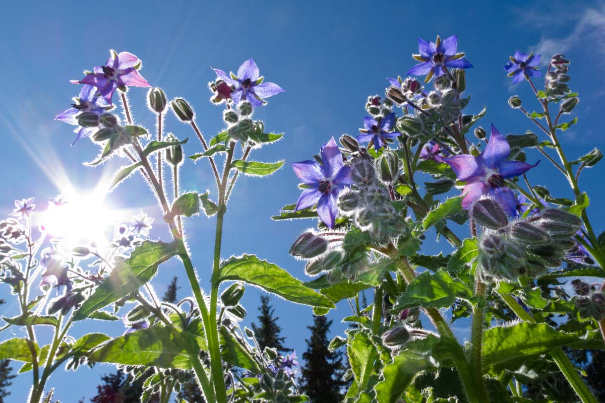 密切的一个成熟Borago officinalis植物用精致的蓝色,星形花种植在花园里的蓝天和阳光的背景。
