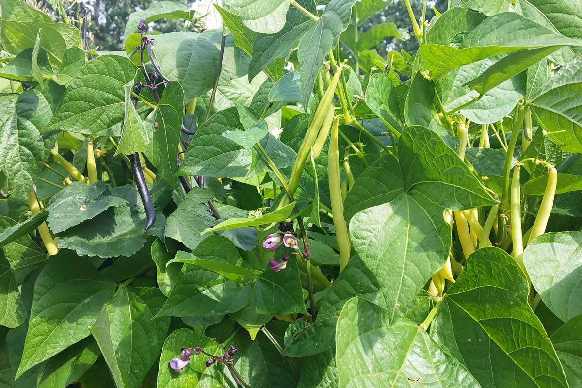 布什的近距离的豆科植物种植在花园里,准备收获,见阳光。