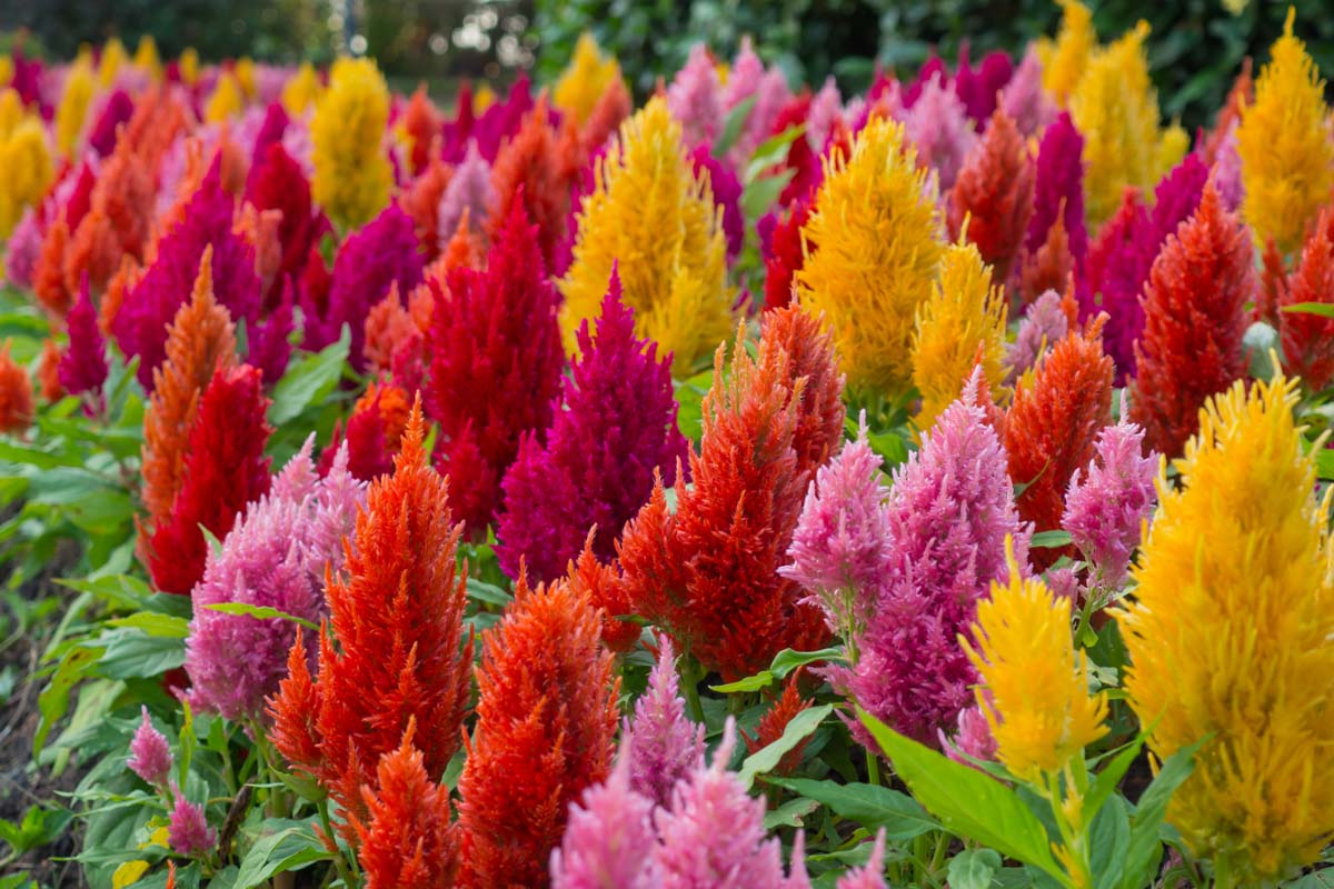 红、黄、粉色颜色celosia大规模种植鲜花。